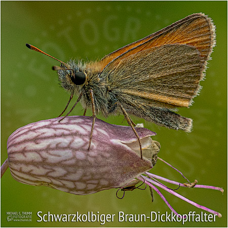 Schwarzkolbiger Braun-Dickkopffalter - © Michael C. Thumm